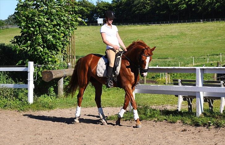 Dansk Varmblod Mae Blossom  - Juni 2011. 4 uger sammen med Mae. Træning i kort samlet trav billede 5