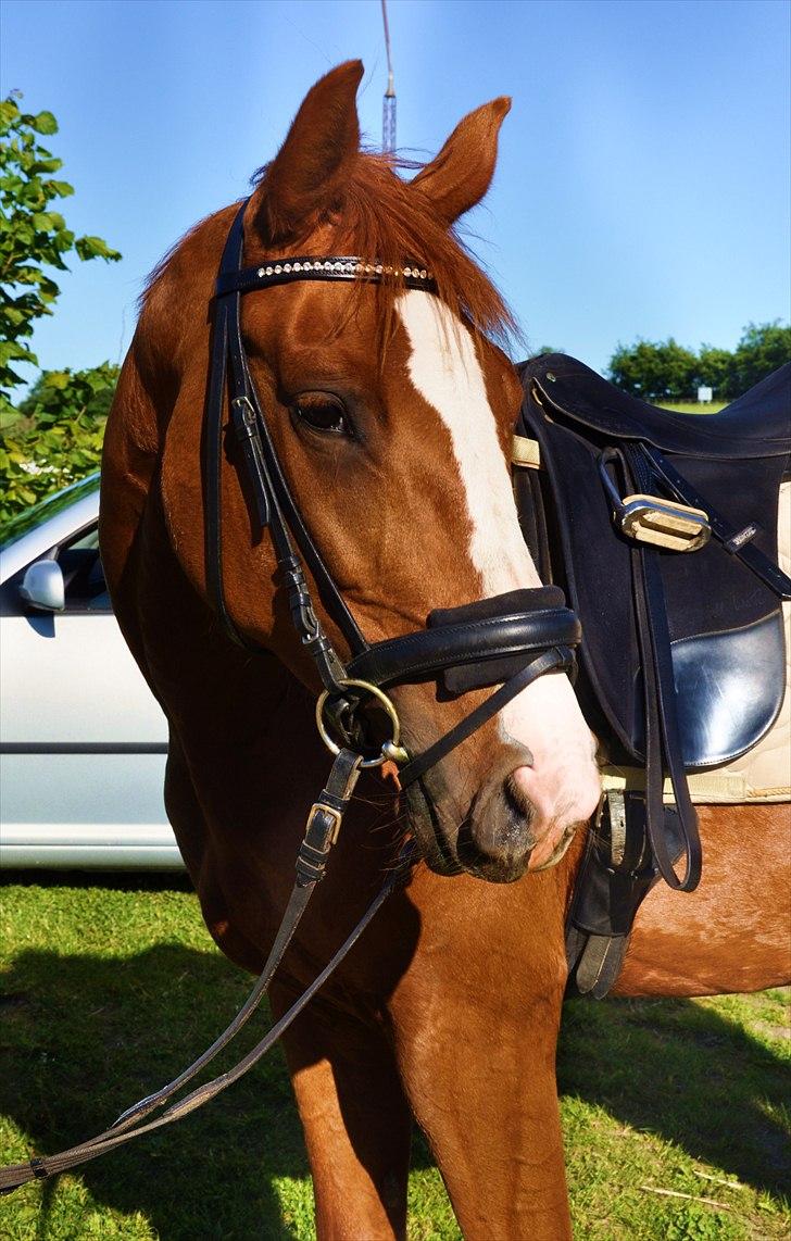 Dansk Varmblod Mae Blossom  billede 3