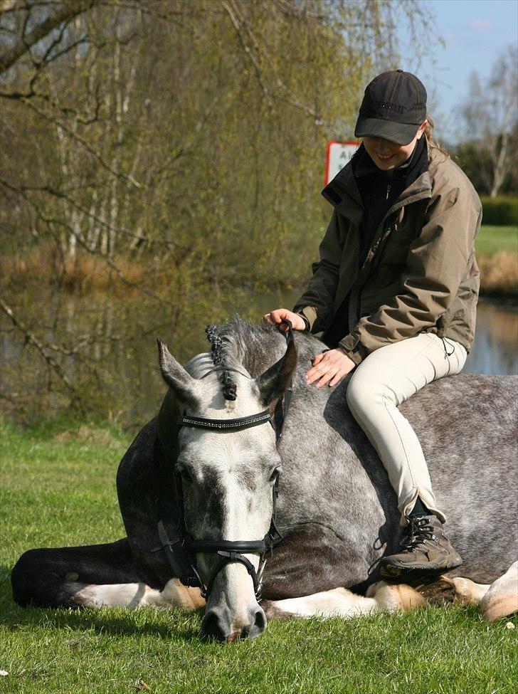 Hollandsk Varmblod Flyer H-S  billede 8