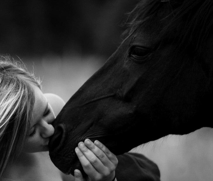 New Forest Sherif - Himmelhest - my love!  billede 15