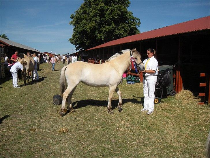 Fjordhest Isabella Strødam - Roskilde Dyrskue 2 års 23 point og ærespræmie 2011 billede 3