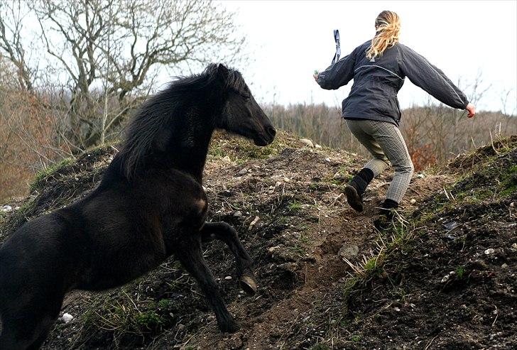 New Forest Sherif - Himmelhest - i medgang og modgang vi følges ad <3 billede 16