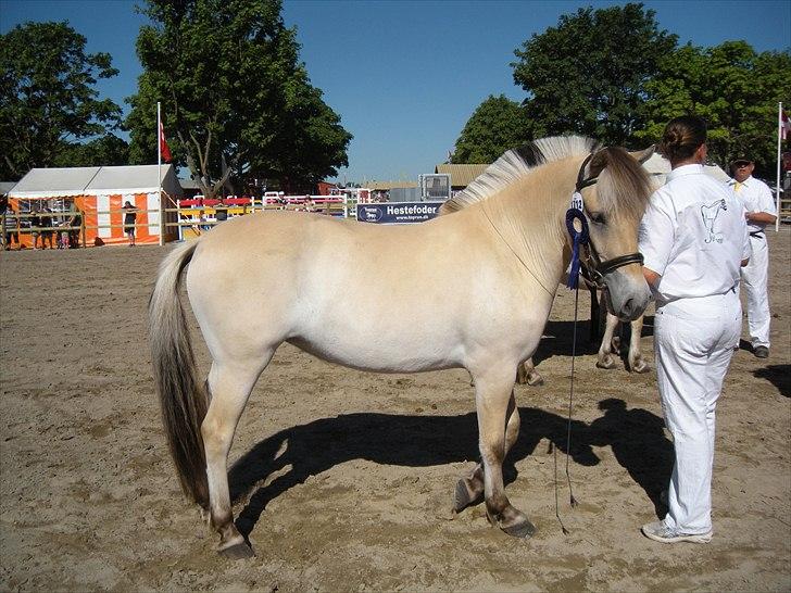 Fjordhest Isabella Strødam billede 13