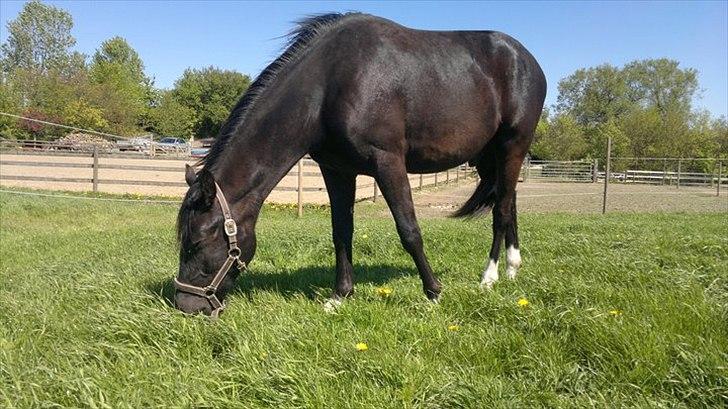 Anden særlig race Tayfun - Mmm, GRÆS!! billede 18