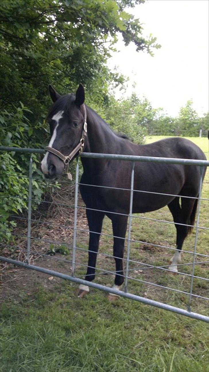 Anden særlig race Tayfun - Sikke en flot fyr på døgnfold 2011 :o) billede 19