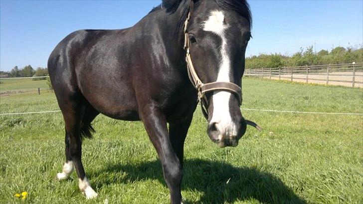 Anden særlig race Tayfun - Sommer 2011 billede 20