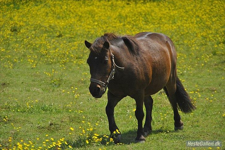 Shetlænder Sofus " My Soulmate:')"<3 - Fordi du altid kommer og er klar på en frisk:') 
*foto:Maria Schjerning* billede 22