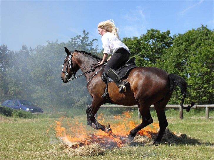 Anden særlig race Gillian (Solgt) - Gillian optræder til dyrskue 2011 billede 6