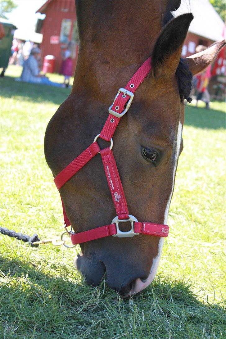 Oldenborg Lilly af Støvlebæk (solgt)  - Roskilde dyreskue 2011 billede 13