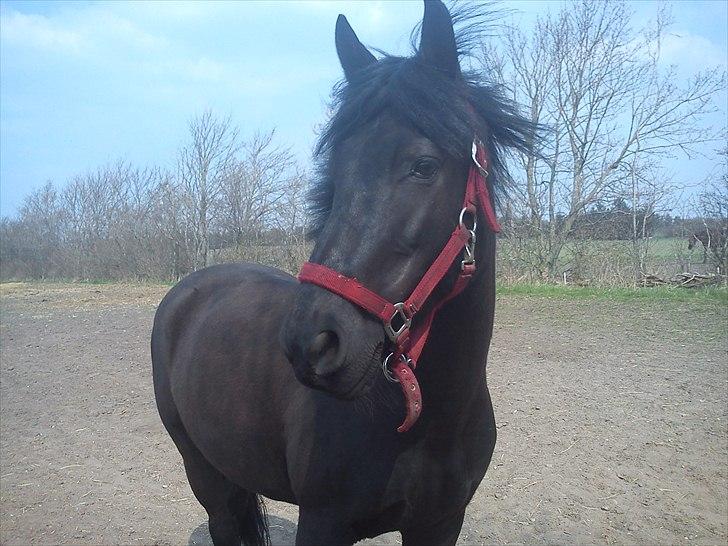 Anden særlig race Alladin - Smukke pony<3 billede 2