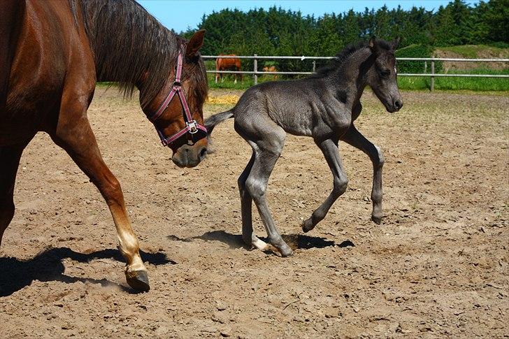 New Forest Calandias Eclipse billede 19