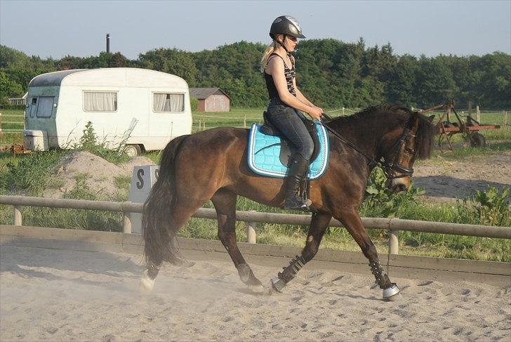 Welsh Cob (sec D) Moonlight - Træning en blid sommer dag (: billede 5