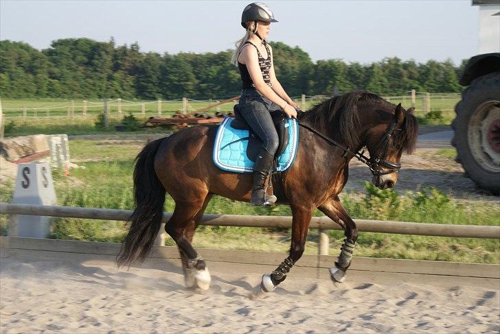 Welsh Cob (sec D) Moonlight - Lidt galop træning :) billede 11