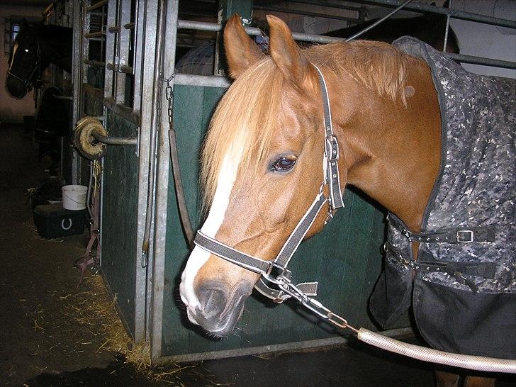 Sportsaraber (A) Bellami - Du har lært mg meget. Du har en stort plads i mit hjerte.  billede 8