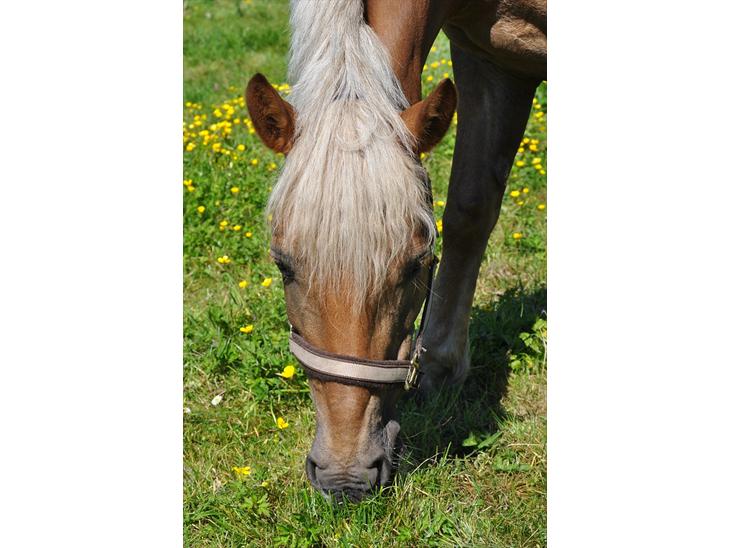 Haflinger Bosse *EUR* - Dejlige pony! Sommer 11 Foto: Amanda(Mig) billede 1