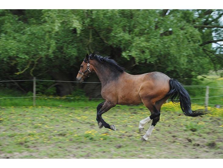 {{currentPhoto.altText}} billede {{currentPhoto.number}}