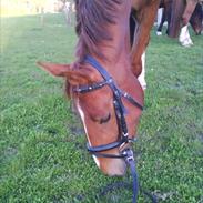 Dansk Varmblod Cavalina (Himmelhest)