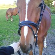 Dansk Varmblod Cavalina (Himmelhest)