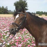 New Forest Nuttet Roløkke Clarinet