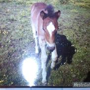 New Forest Nuttet Roløkke Clarinet