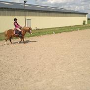 Welsh Mountain (sec A) bubbly snowflake