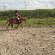 Welsh Mountain (sec A) bubbly snowflake
