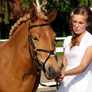 Islænder Gletta fra Stenbjerg. 