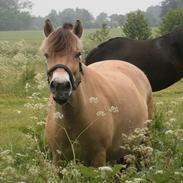 Anden særlig race Lady (Lise)
