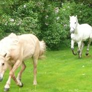 Anden særlig race Swiftnick (Himmel hest)