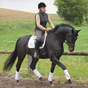 Trakehner Hilton