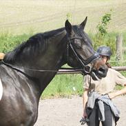 Trakehner Hilton