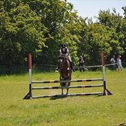 Welsh Pony (sec B) Amigo Ferrari min elskede savnet solgt