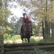 Arabisk fuldblod (OX) Strumyk - solgt*