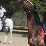 Welsh Cob (sec D) Gaudy wee <33