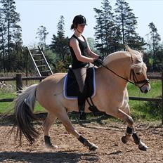 Fjordhest Mastrup Zolo *Solgt*