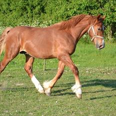 Welsh Cob (sec D) Harvest Magic Rain