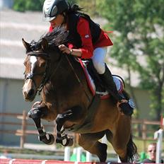 Anden særlig race FlyingSuprice A-pony