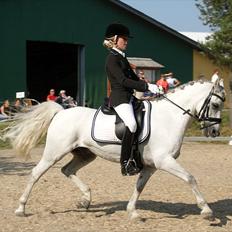 Welsh Pony (sec B) Black Beauty A-pony SOLGT <3 :,(