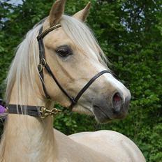 Welsh Pony (sec B) Fantasie V.   SOLGT!