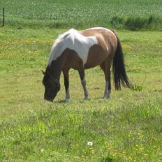 Anden særlig race Magic Paintball