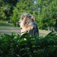 Fjordhest • Kejser 