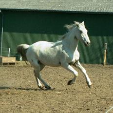 Knabstrupper Askgaardens Murano