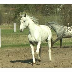 Knabstrupper Askgaardens Murano