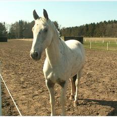Knabstrupper Askgaardens Murano