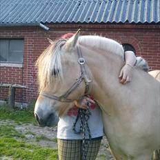Fjordhest Smilla Halsnæs (Familiehest)