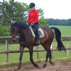 Hollandsk Varmblod Butterfly