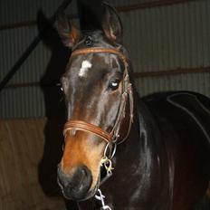 Hollandsk Varmblod Butterfly