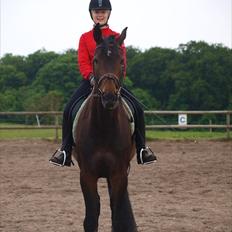 Hollandsk Varmblod Butterfly