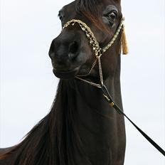 Arabisk fuldblod (OX) Carpe Diem