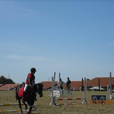 Welsh Mountain (sec A) * * * *Chanti* * * * my prinses ever <3<3<3<3<3333